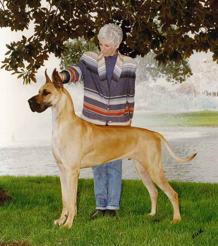 Ch. Fireside's Sailor in Port
Owned by Karen Hamlin and Jane Chopson
Handled by Carol Grossman
Sailor was Karen's first top 20 Great Dane in the United States