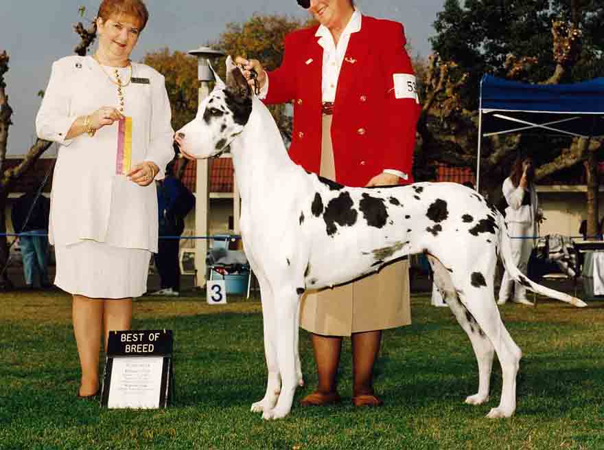 Ch. Express's Quintessence - Tessa
Owned by Karen and Scott Hamlin and Jane Chopson
Handled by Jane Chopson
Multiple BOB winner.
Winners Bitch in San Diego Speciality before Great Dane Nationals
Multiple BOB Winner