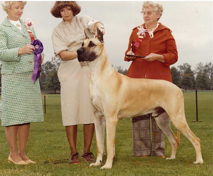 Multi Group winning BISS Ch Sheenwater Jokers Jest
Owned by Karen and Scott Hamlin
Handled by Louise Van Alystyne
BOB from the Veteran class at Willamette Specialty
